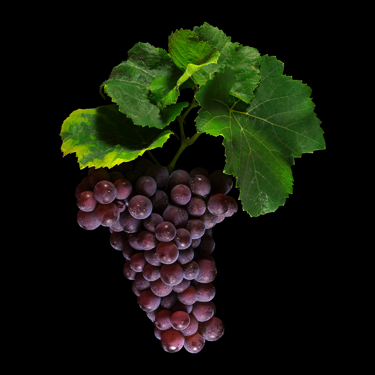 Die edle Weinrebe (Grauburgunder): Vitis vinifera subsp. vinifera