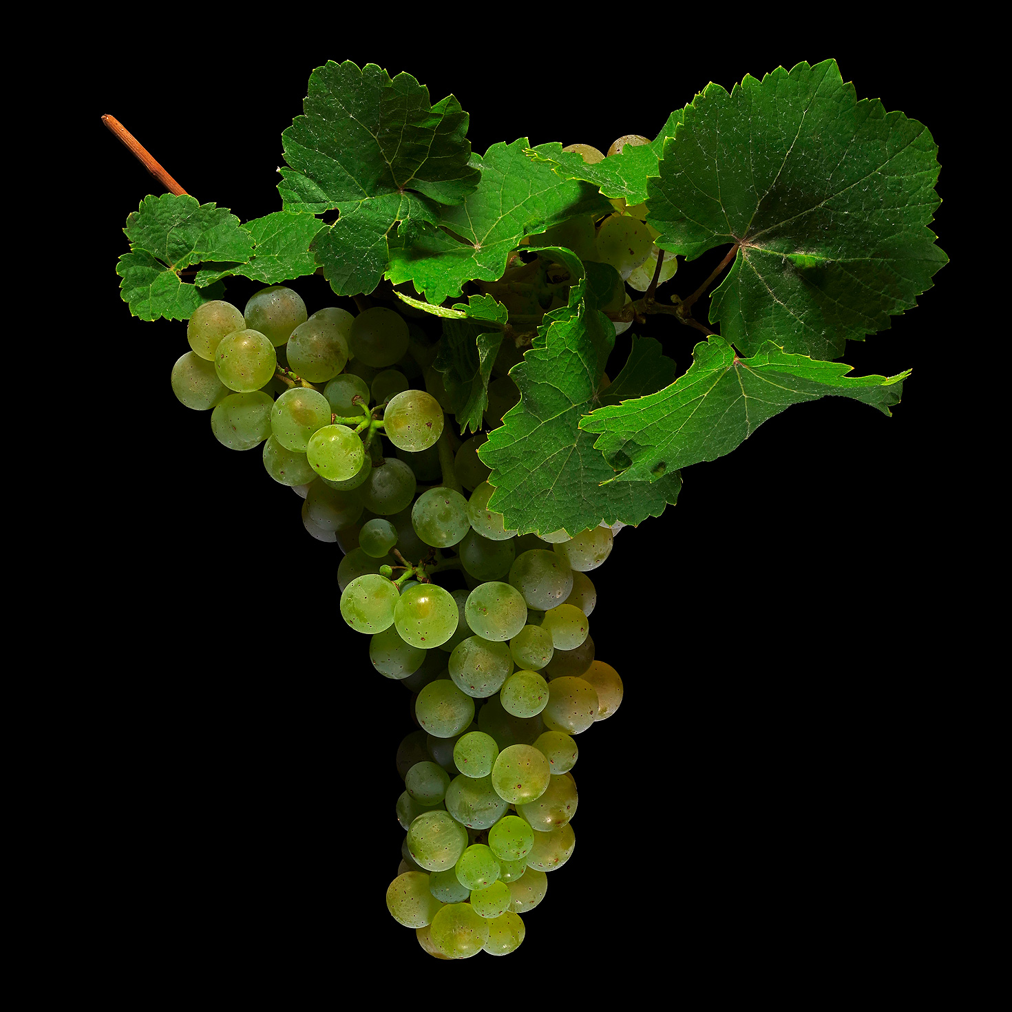 Common Grape Vine (Riesling): Vitis vinifera subsp. vinifera