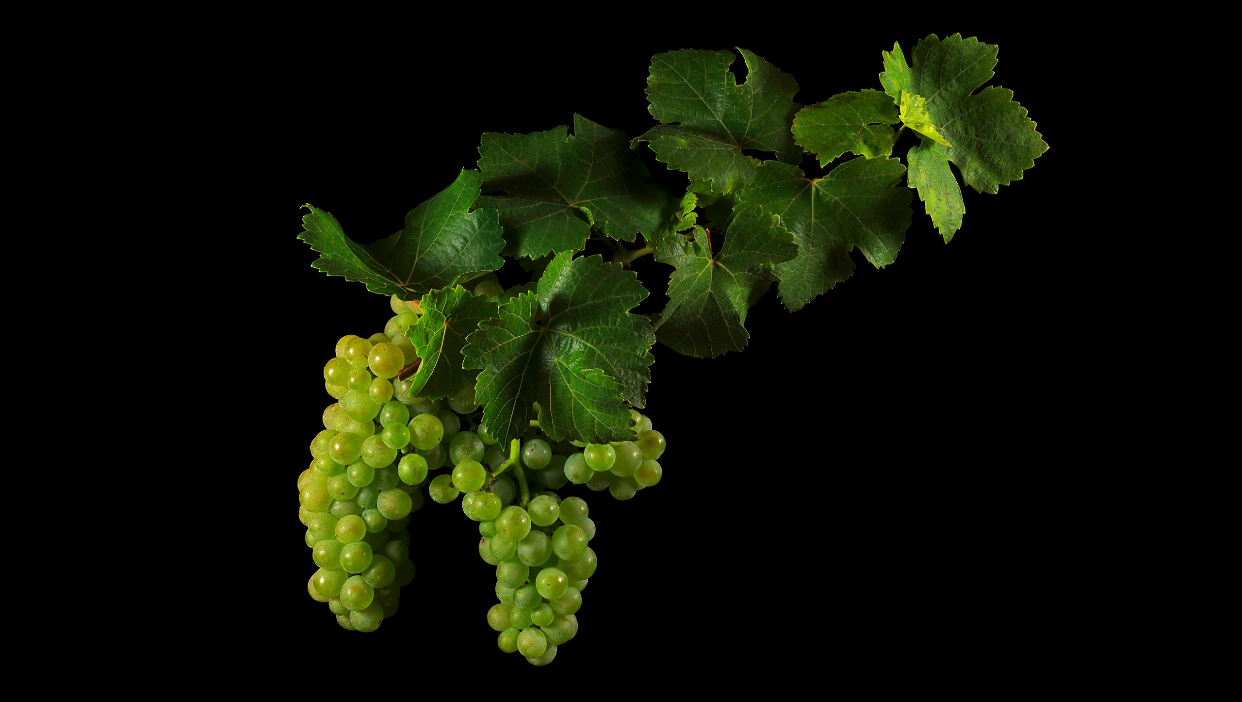 Die Edle Weinrebe (Scheurebe): Vitis vinifera subsp. vinifera