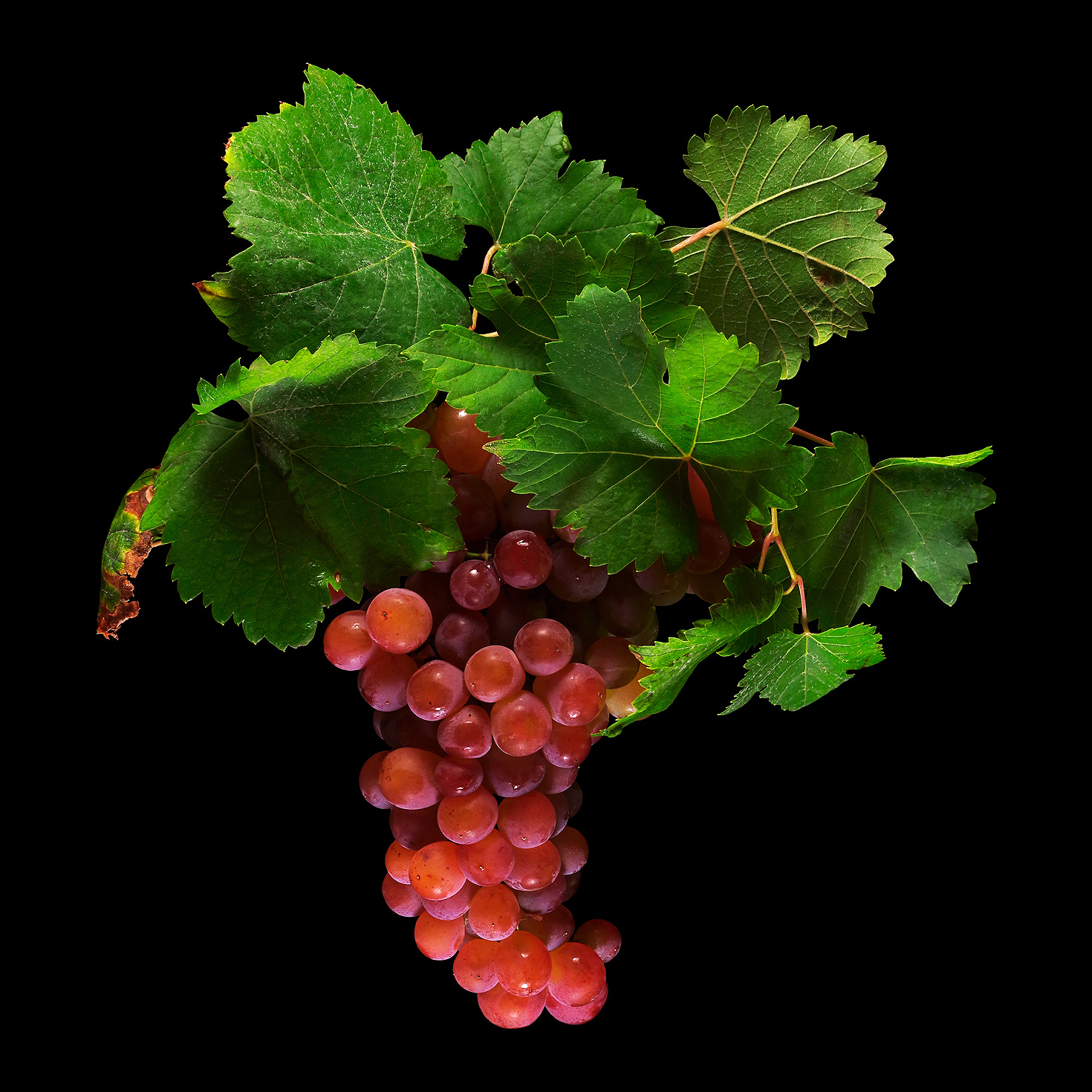 Common Grape Vine (Schonburger): Vitis vinifera subsp. vinifera
