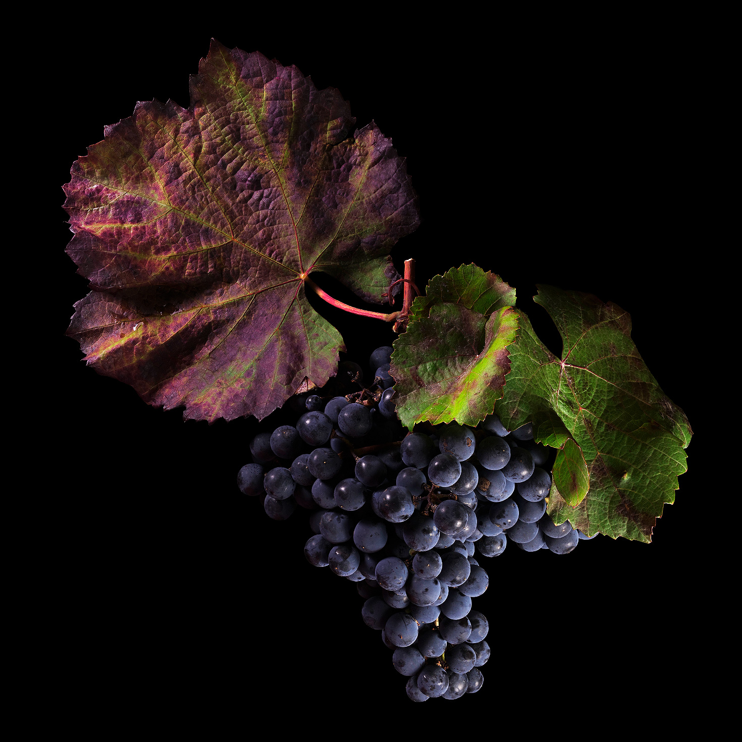 Common Grape Vine (Cabernet Mitos): Vitis vinifera subsp. vinifera