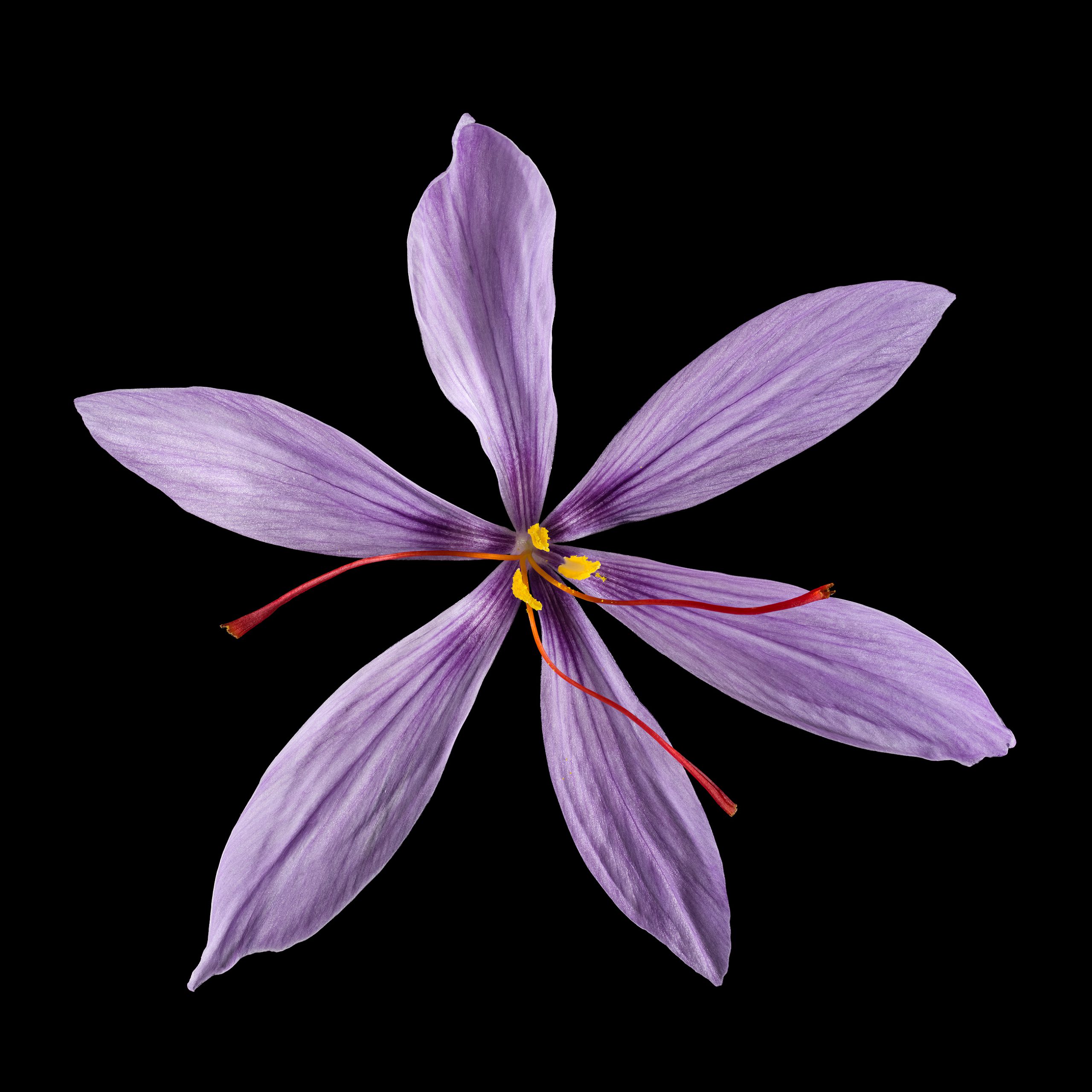 Der Safran: Crocus sativus