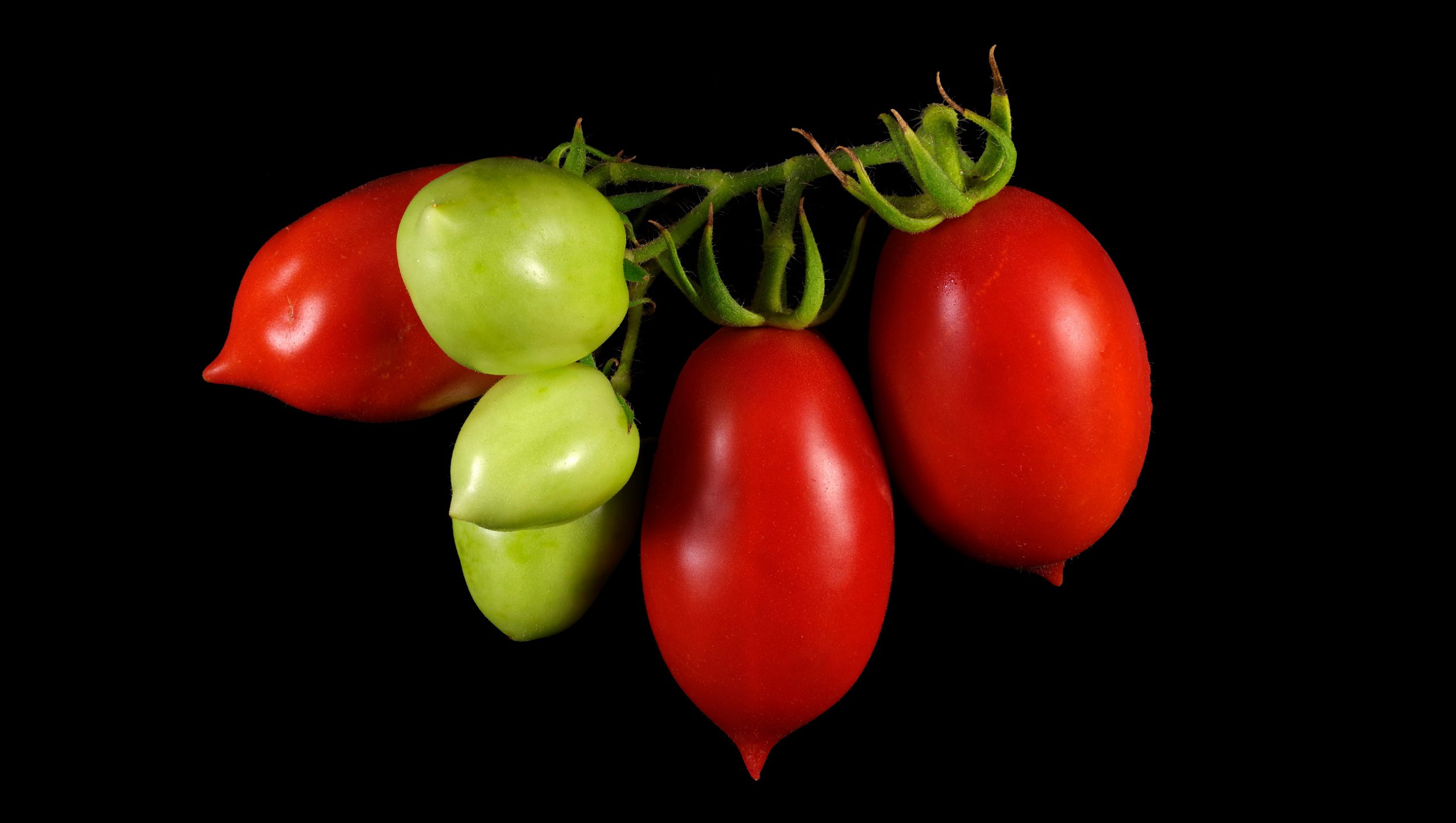 San Marzano Tomato: Solanum lycopersicum ‘San Marzano’
