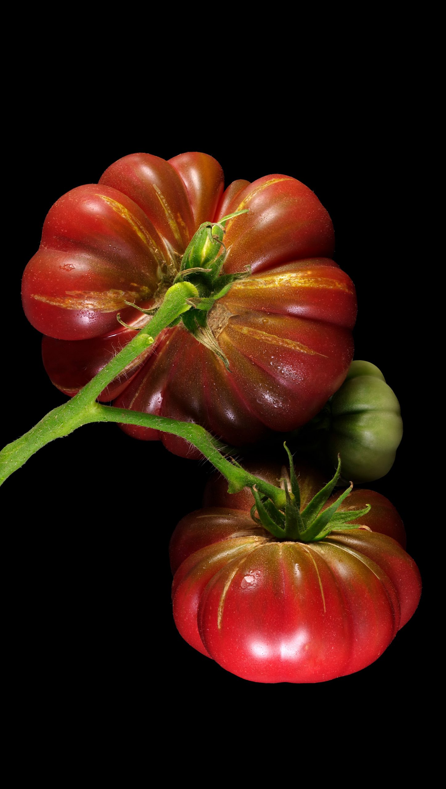 Purple Calabash Tomato: Solanum lycopersicum ‚Purple Calabash‘