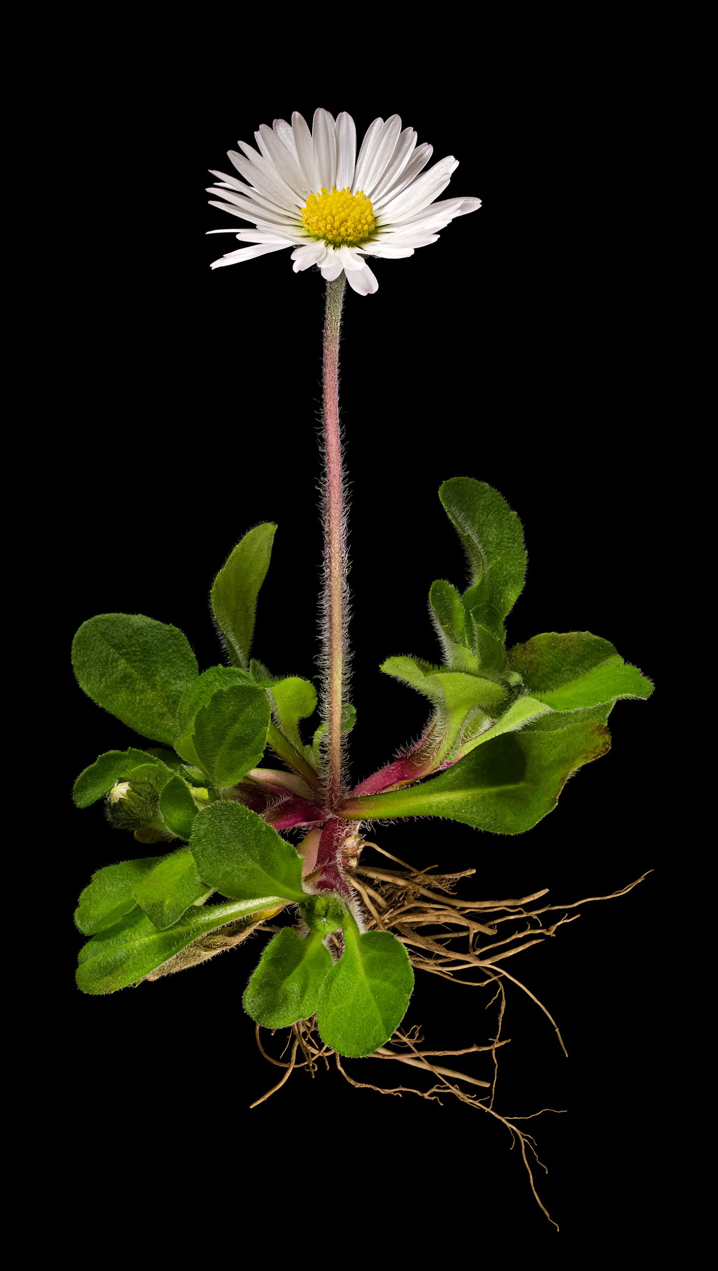 Das Gänseblümchen: Bellis perennis | Flora obscura