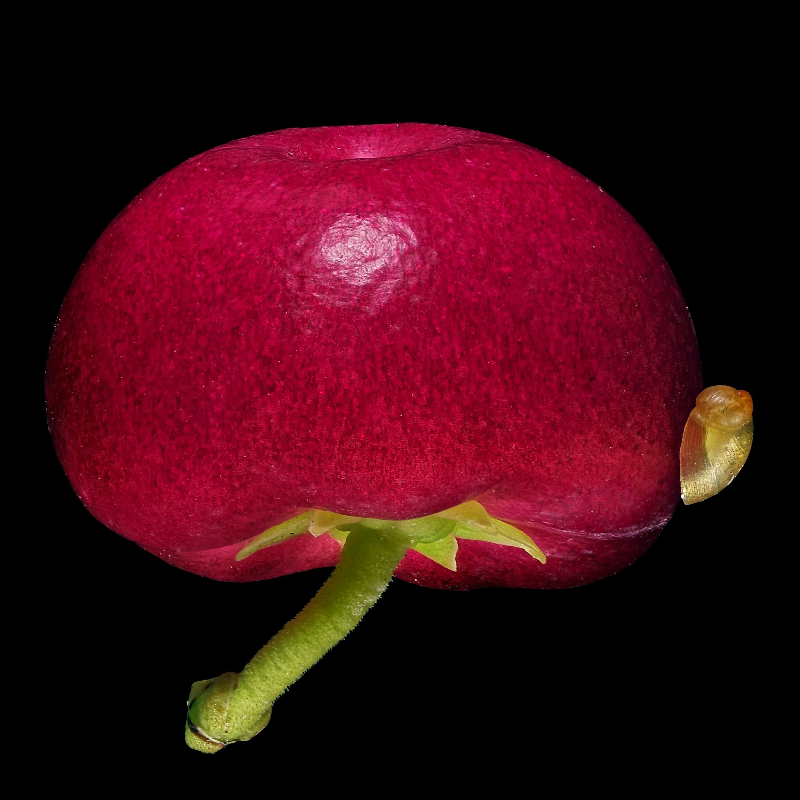 Die Rotfrüchtige Torfmyrte: Gaultheria mucronata ‚Purpurea‘