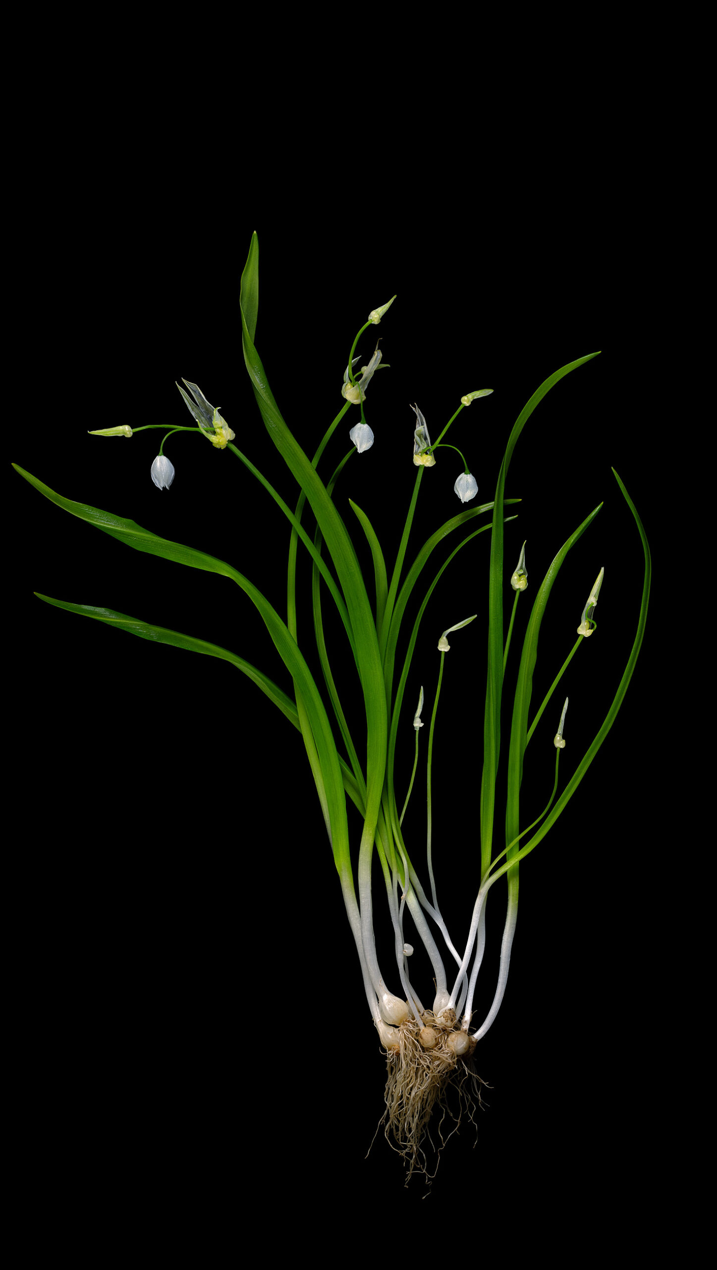 Few-flowered leek: Allium paradoxum