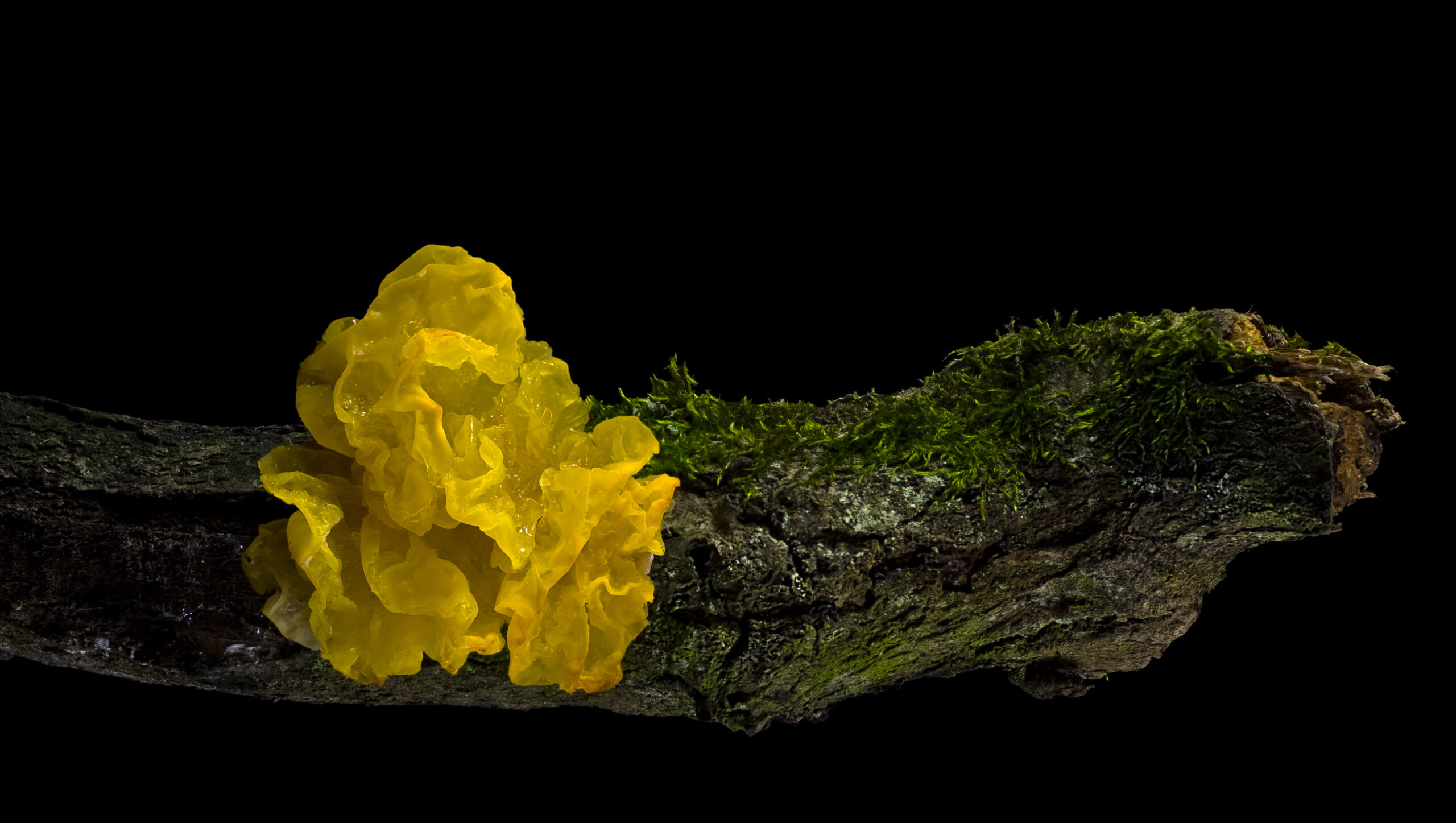 Yellow trembler: Tremella mesenterica