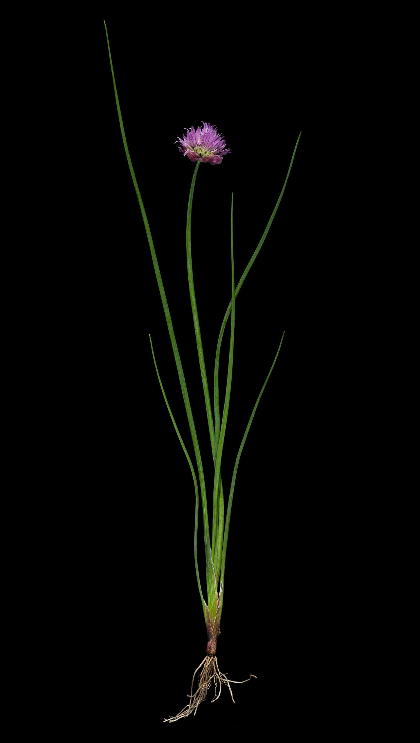 Der Schnittlauch: Allium schoenoprasum