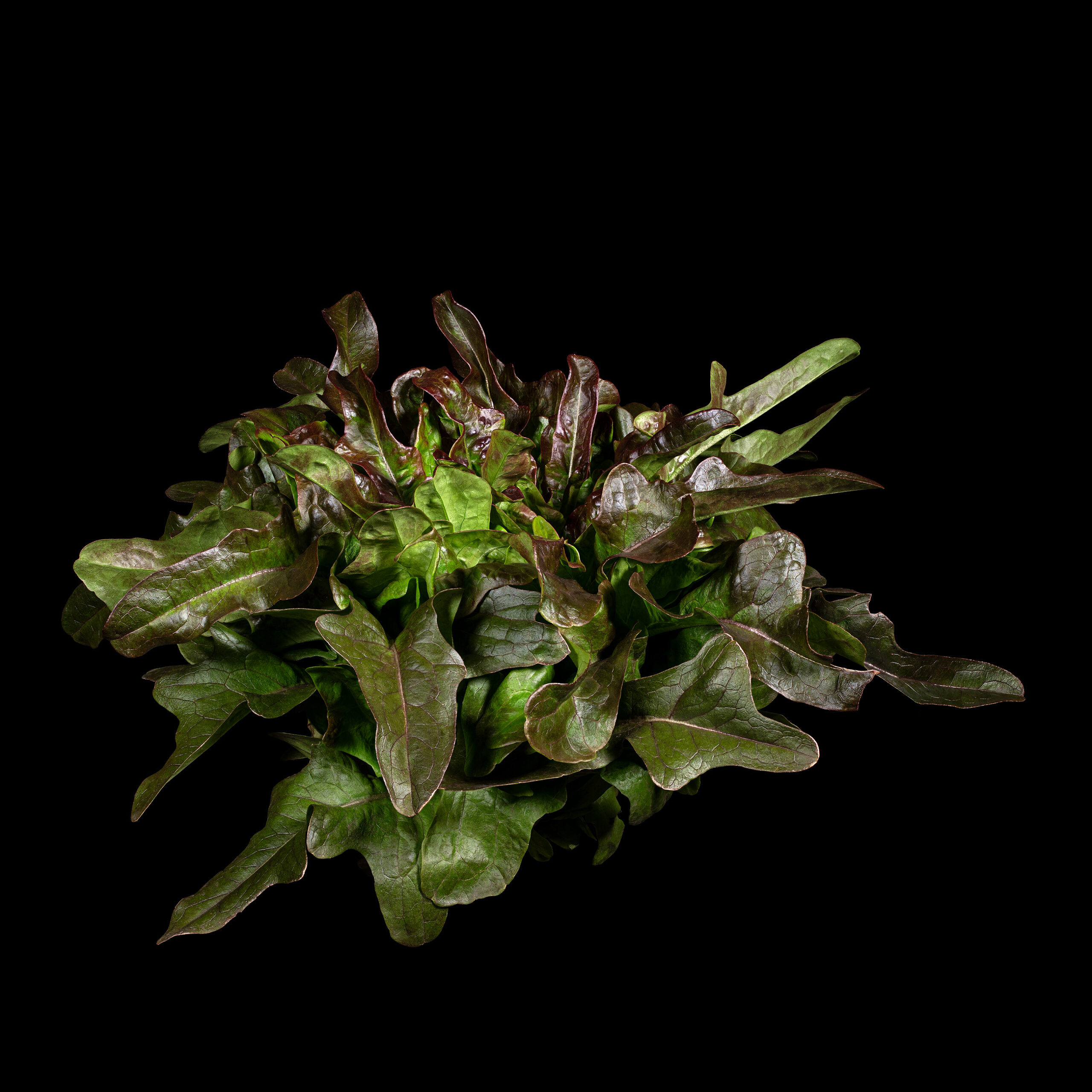 Oakleaf lettuce (red): Lactuca sativa var. crispa