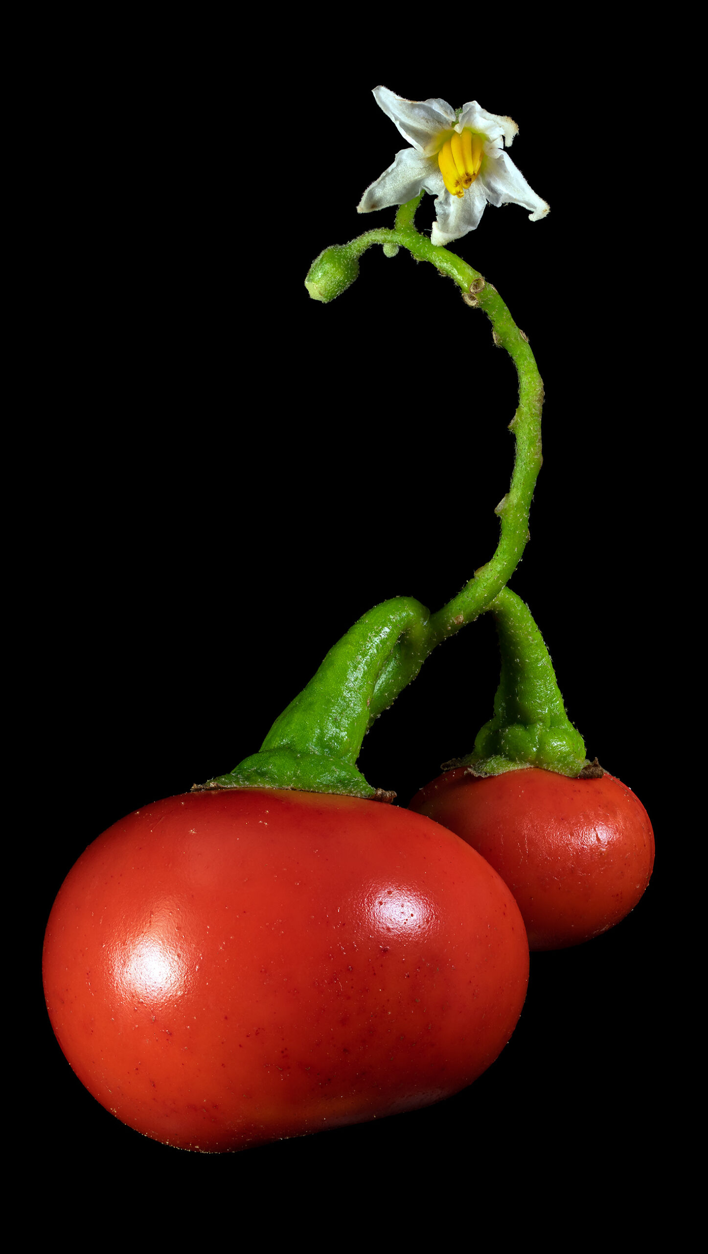 Die Menschenfresser-Tomate: Solanum viride