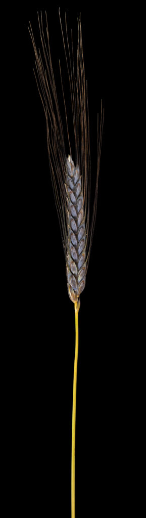 Black Emmer Wheat: Triticum dicoccon var. atratum | Flora obscura