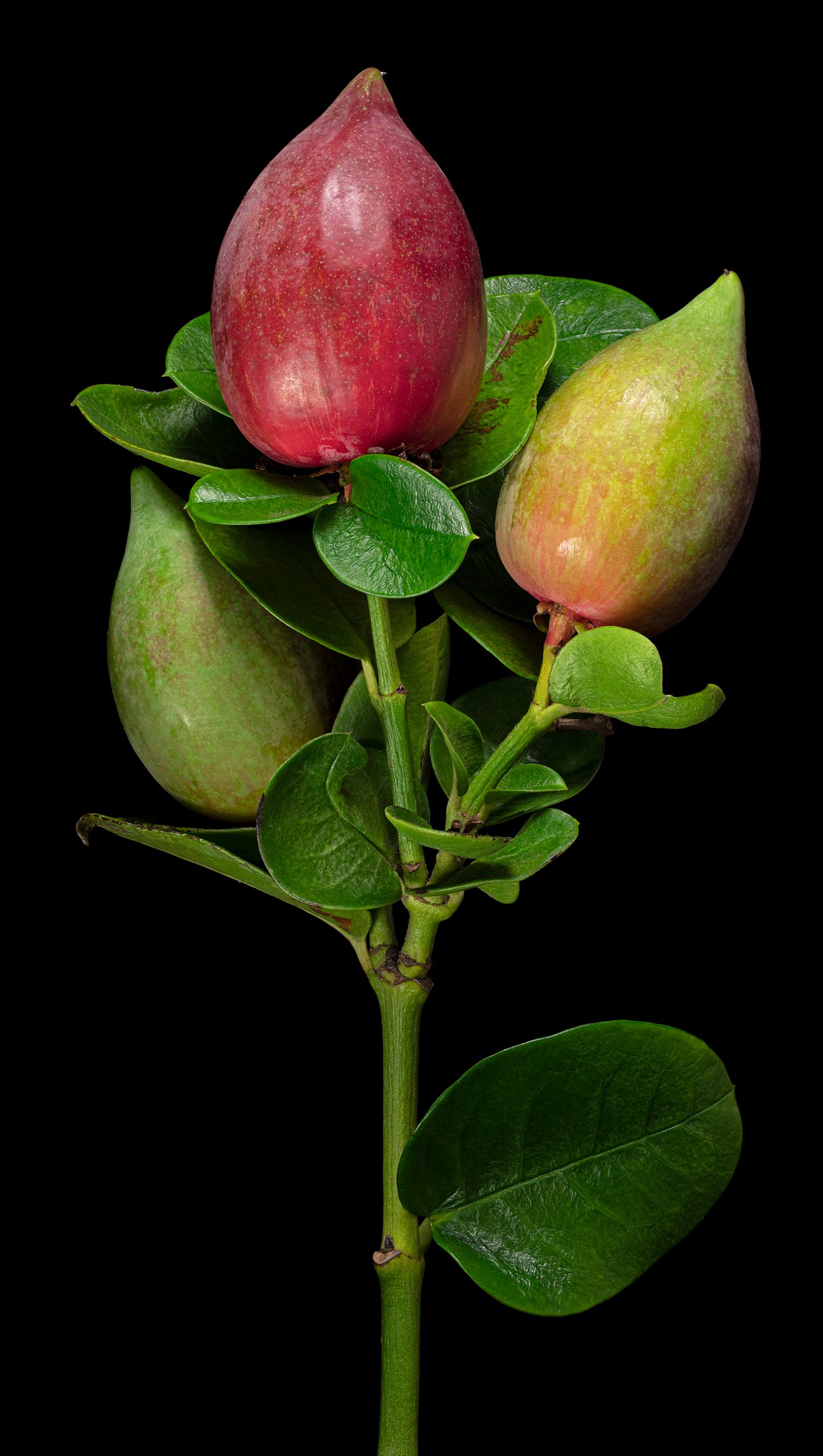 Natal plum: Carissa macrocarpa