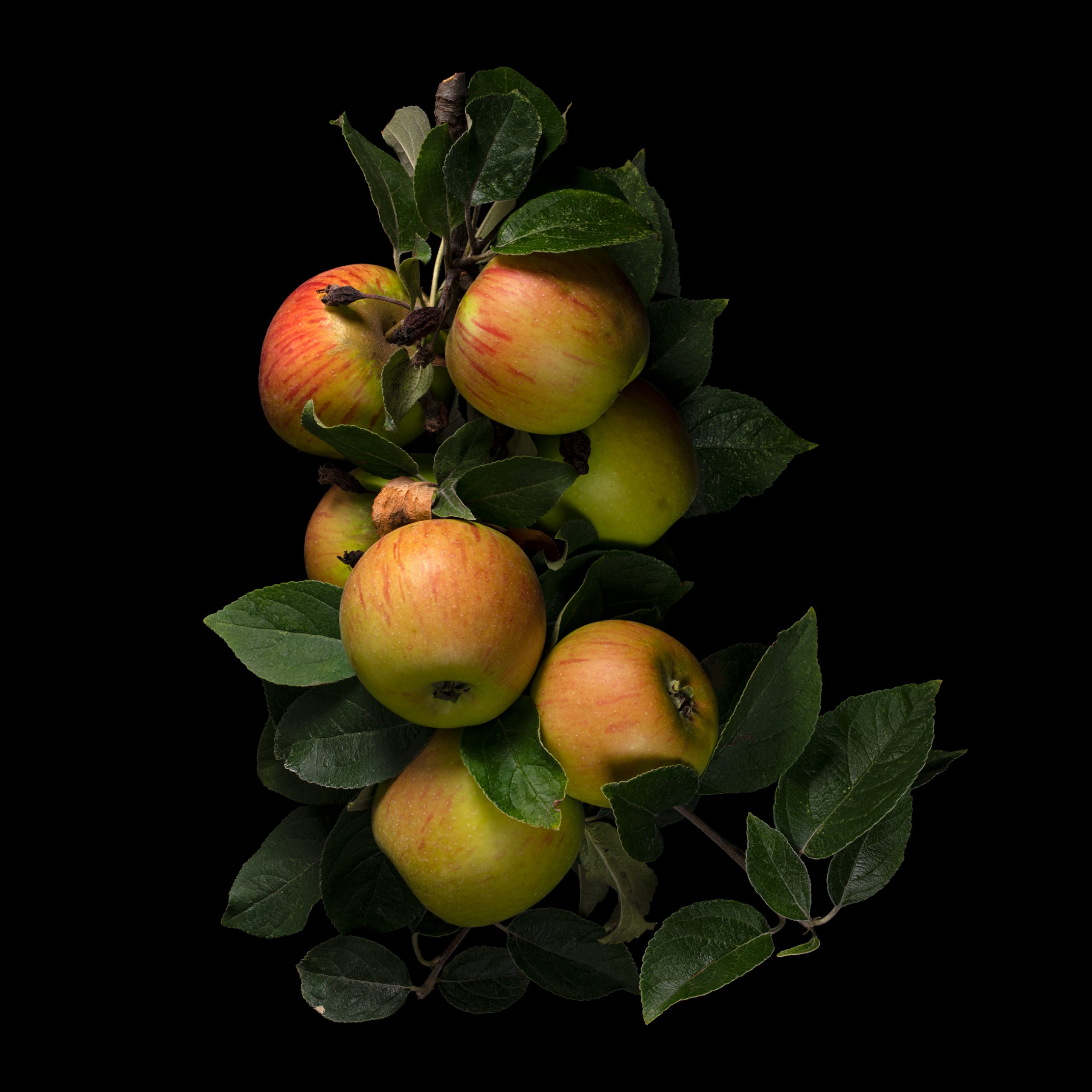 King of the Pippins (apple cultivar): Malus domestica ‚King of the Pippins‘