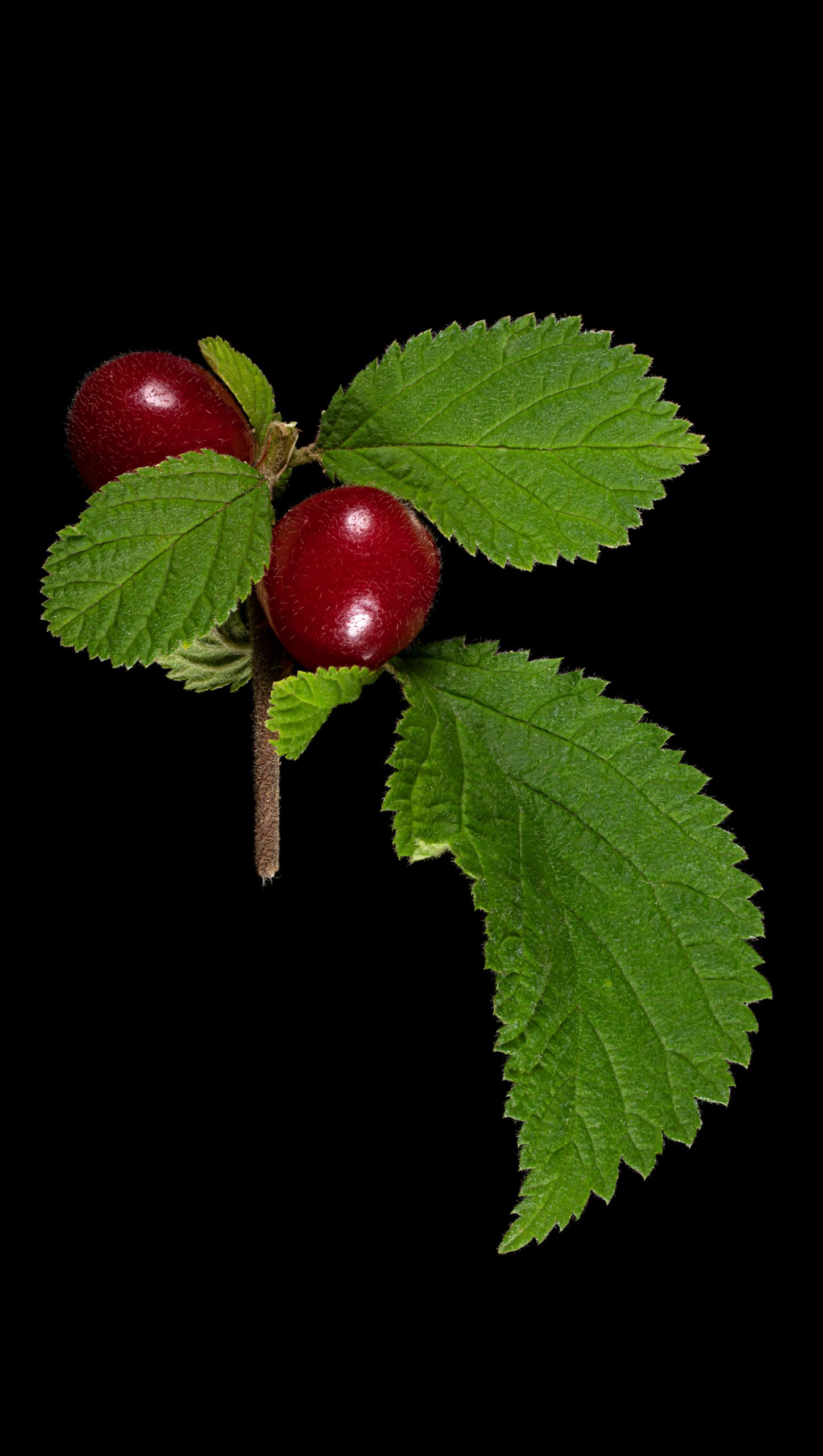 Nanking cherry: Prunus tomentosa