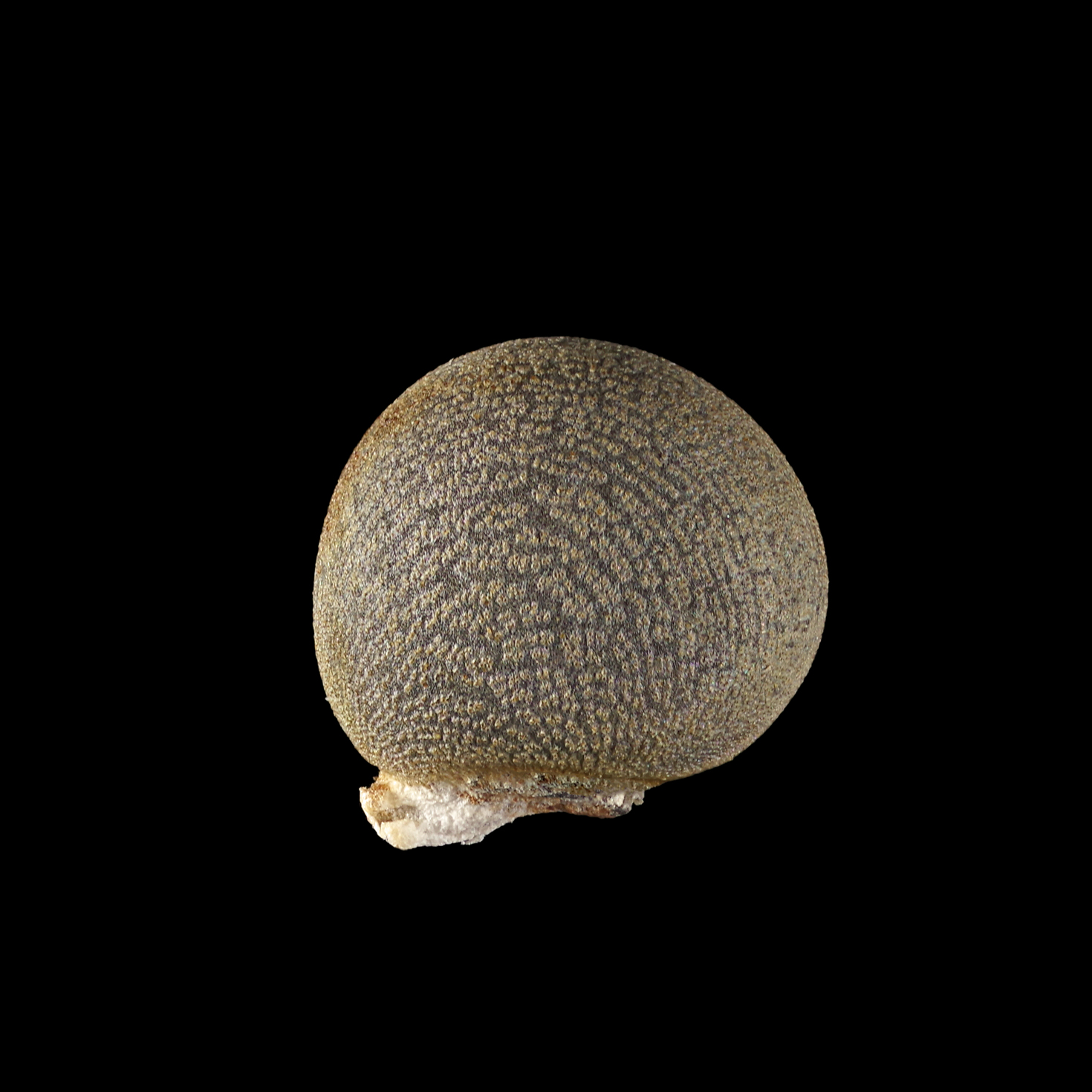 Die Okra (Samen): Abelmoschus esculentus