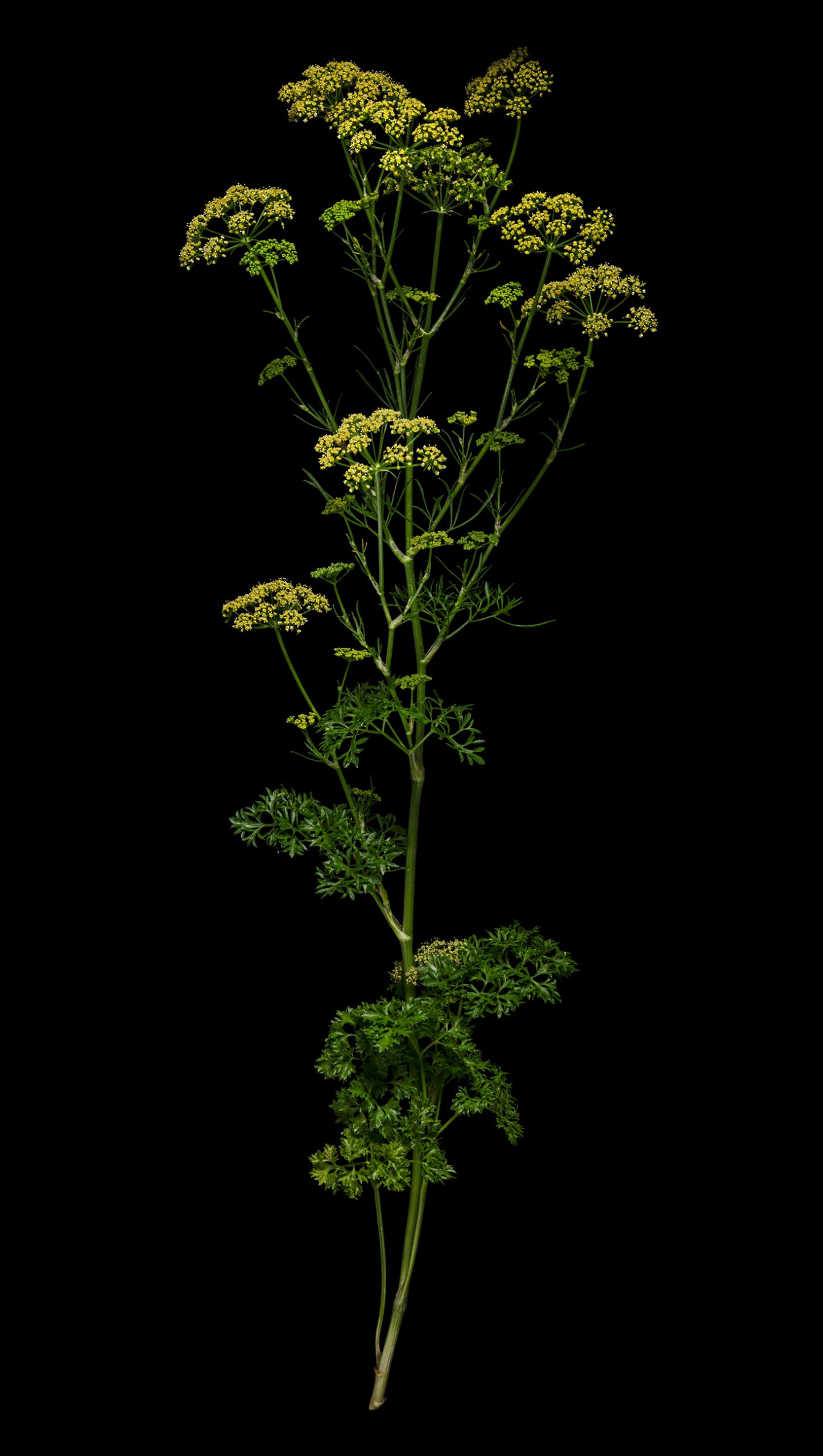 Leaf parsley: Petroselinum crispum subsp. crispum