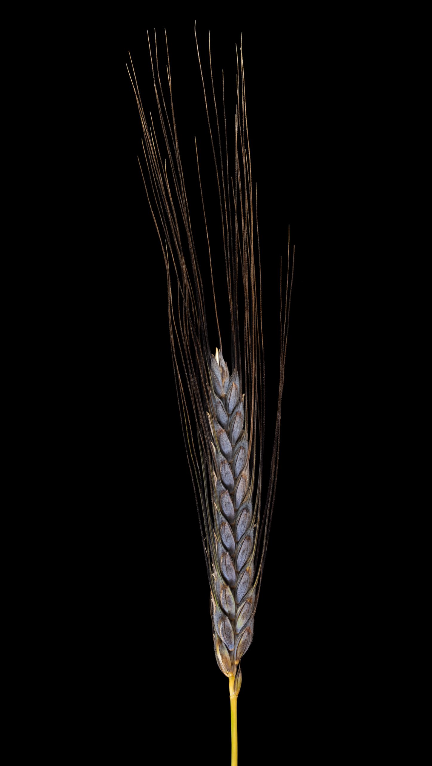 Black Emmer Wheat: Triticum dicoccon var. atratum