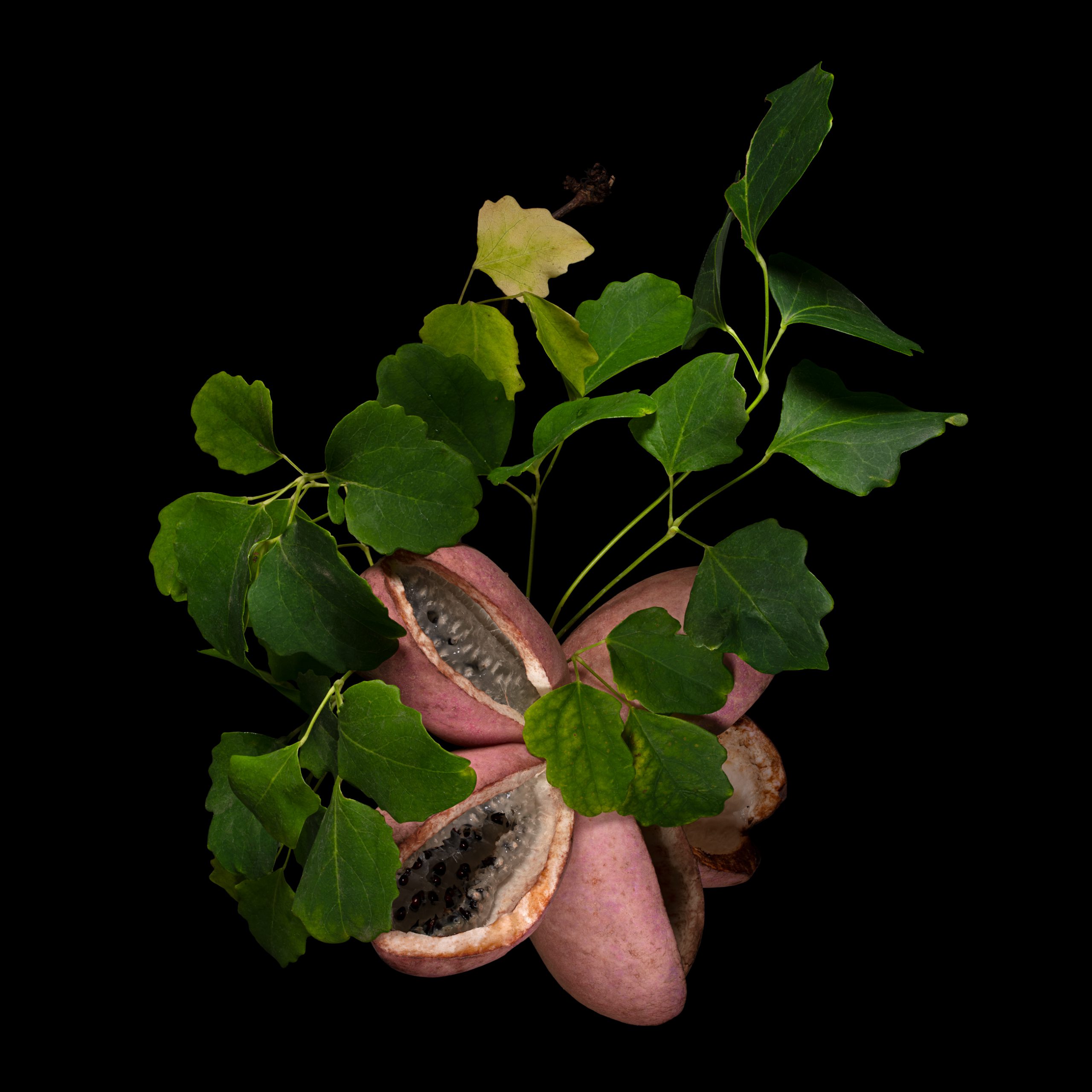 Die Fünfblättrige Akebie: Akebia quinata