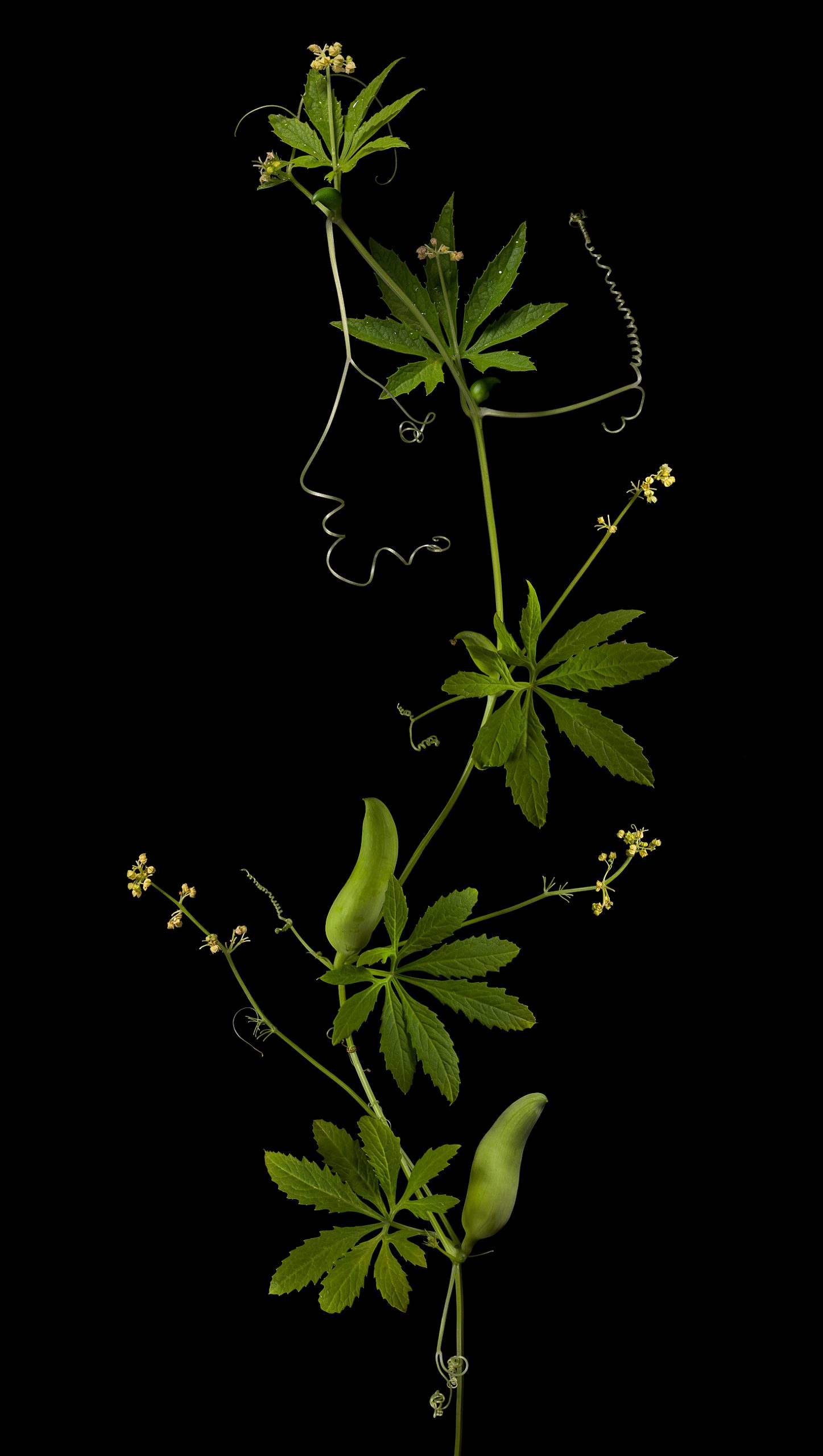 Die Inkagurke: Cyclanthera pedata