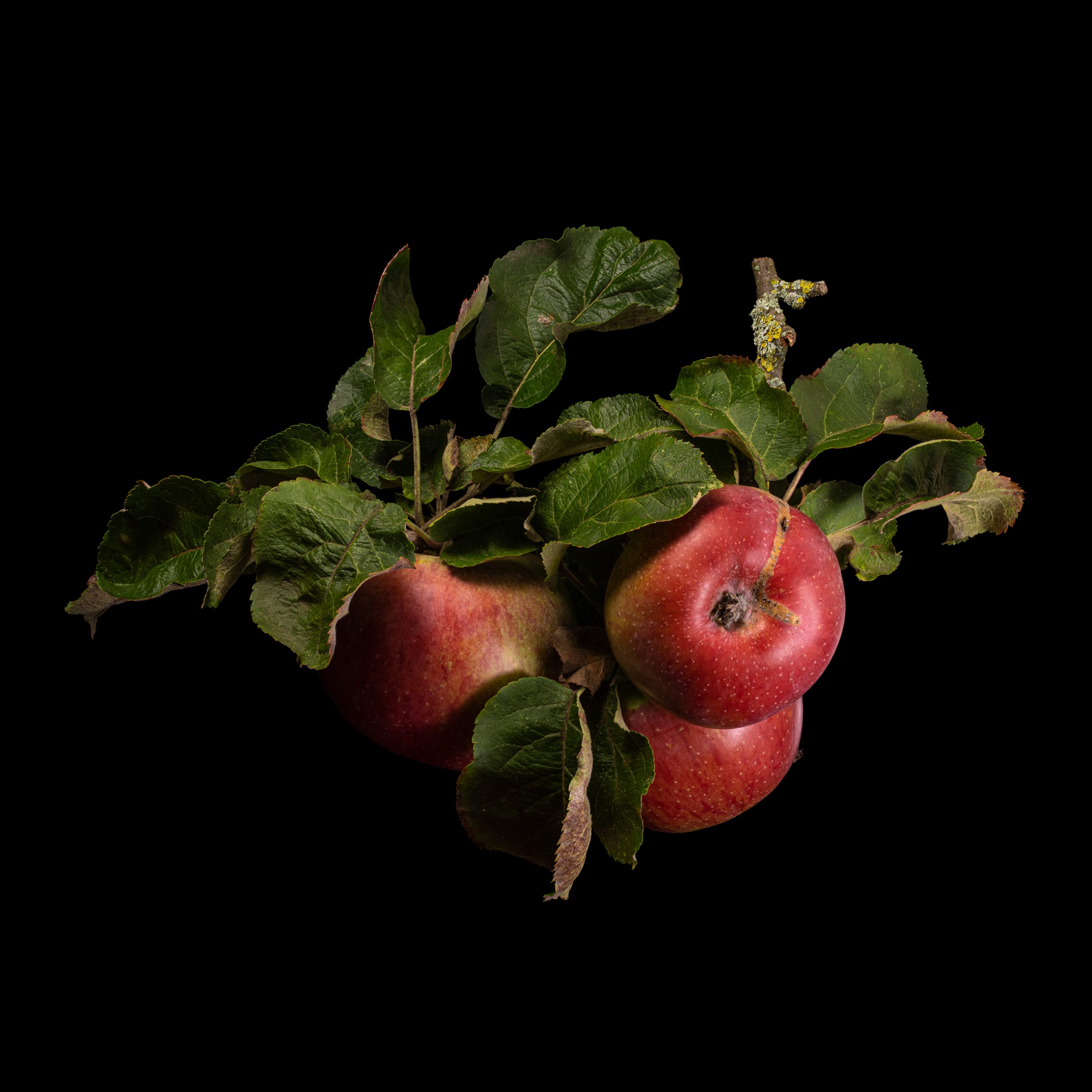 Der Anhalter (Apfelsorte): Malus domestica ‚Anhalter‘