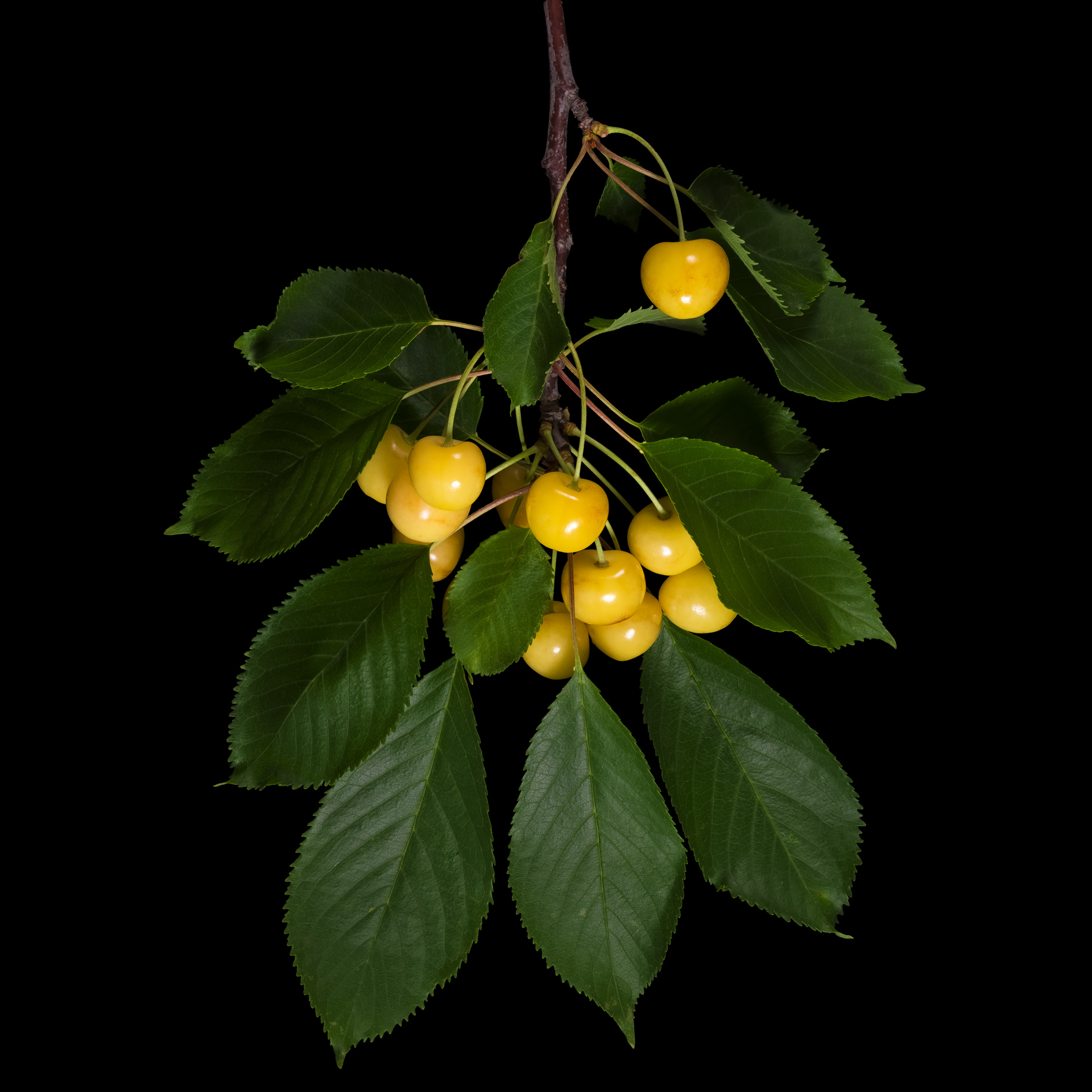 Sweet cherry (yellow): Prunus avium subsp. duracina ‚Dönissens gelbe Knorpelkirsche‘