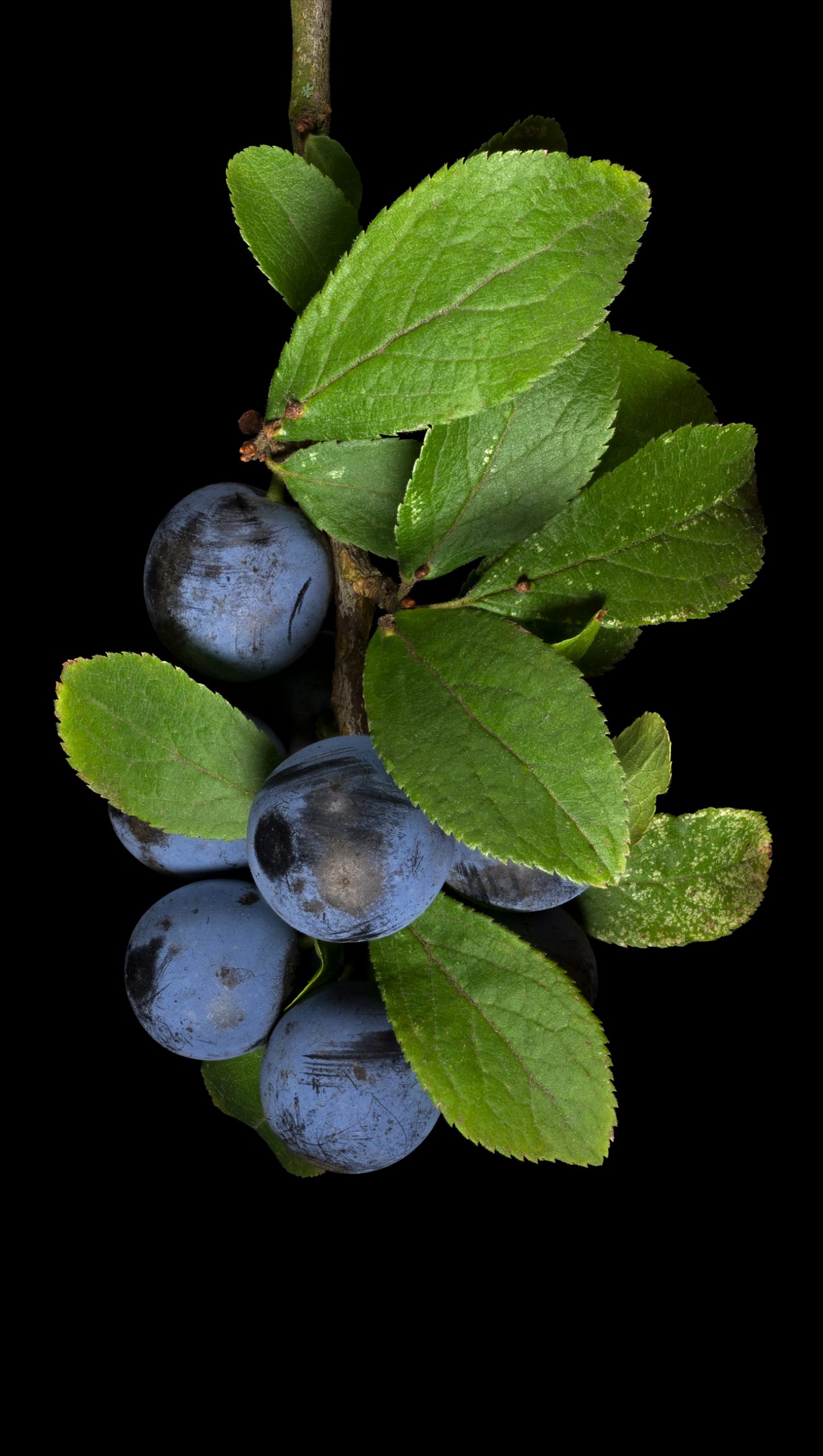 Blackthorn: Prunus spinosa