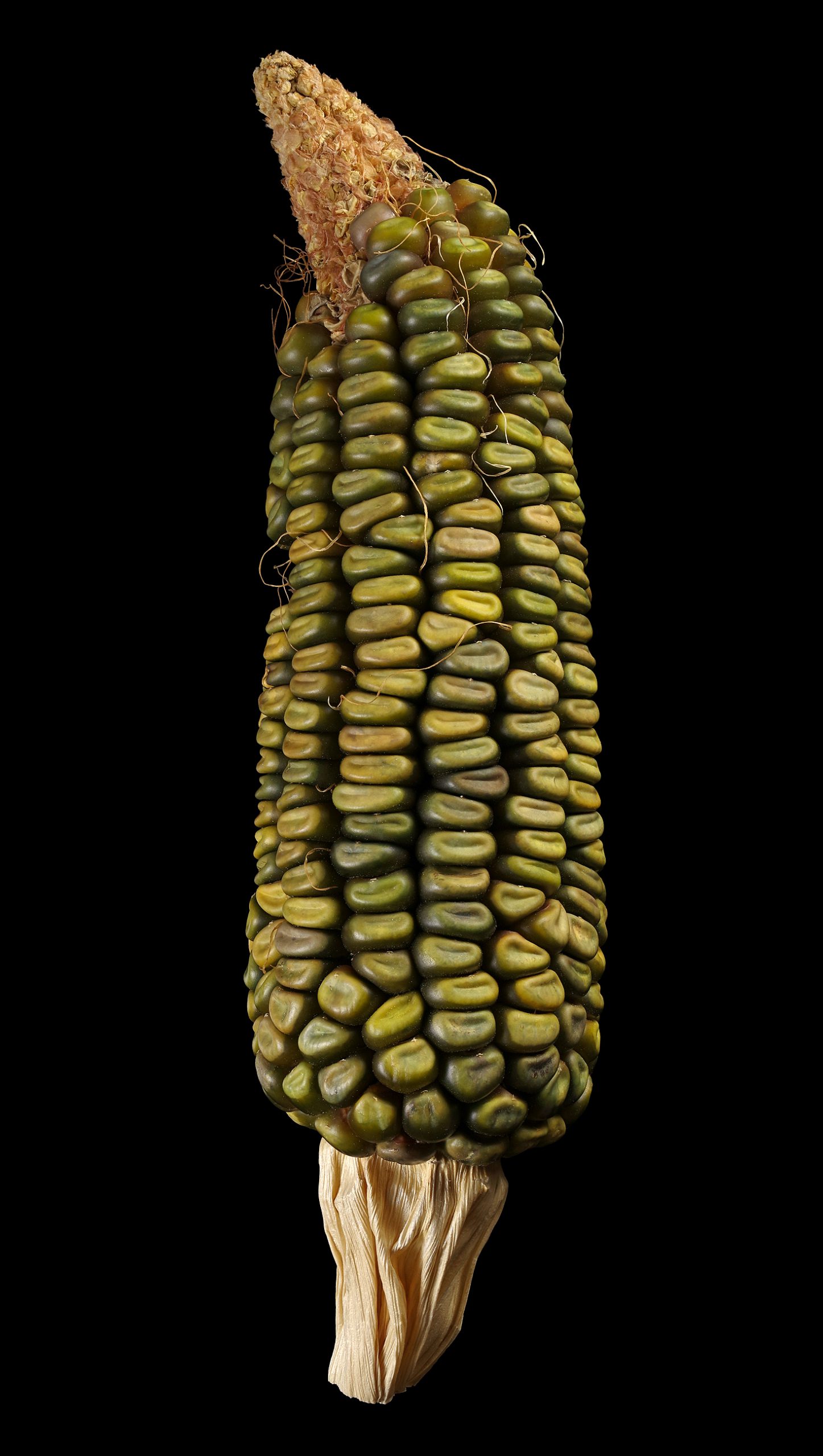 Oaxacan Green dent corn: Zea mays ssp. mays convar. indentata ‚Oaxacan Green‘