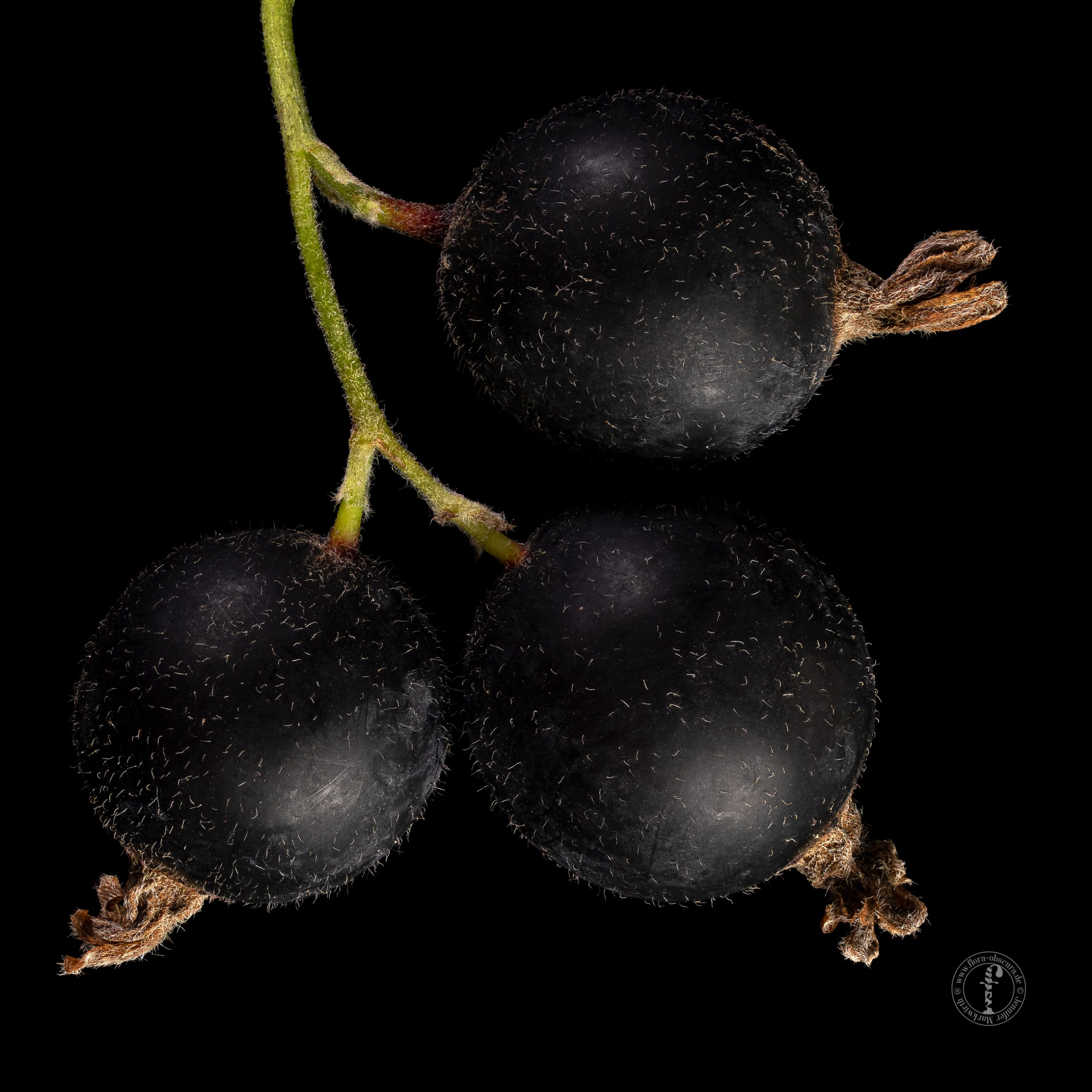 Jostaberry: Ribes × nidigrolaria