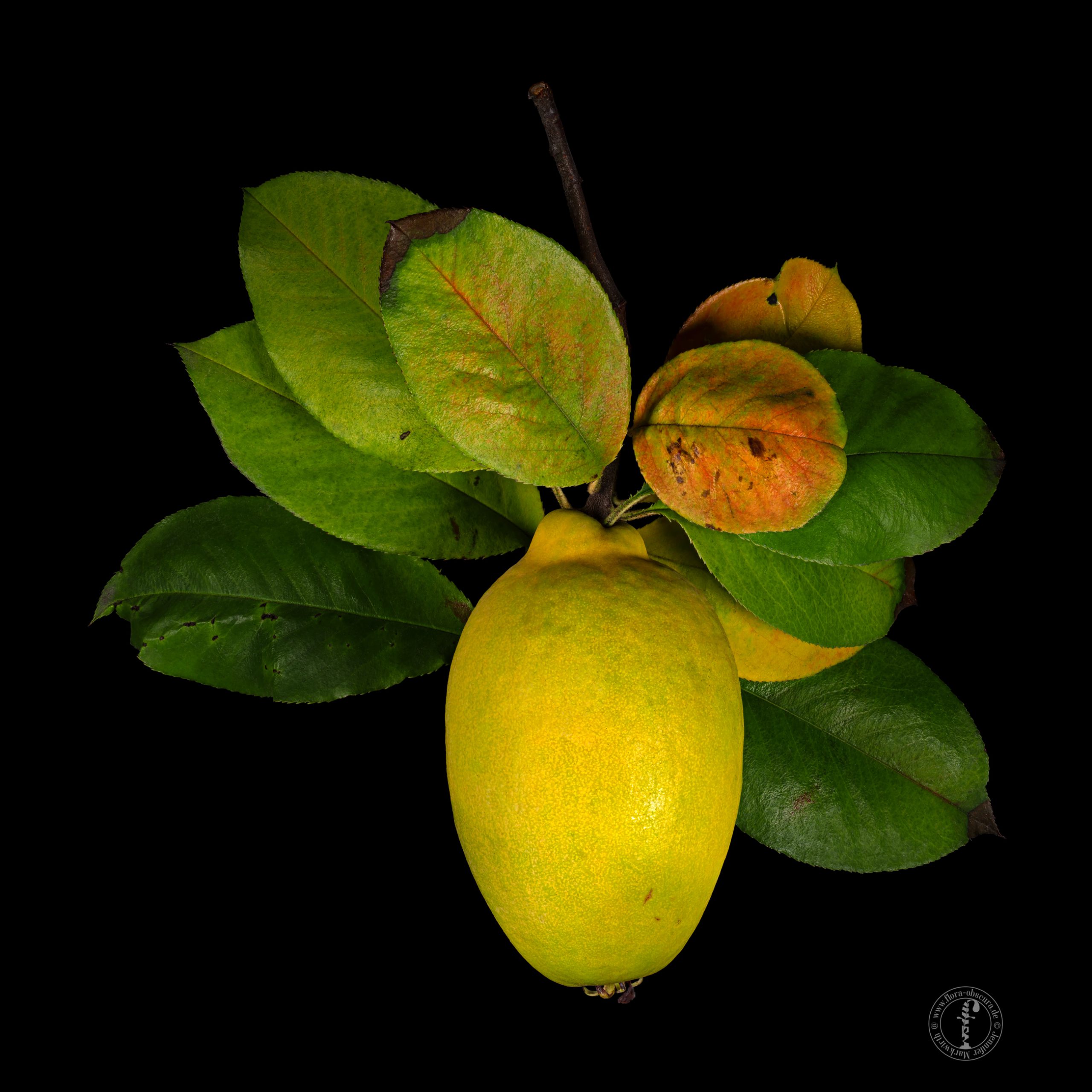 Chinese quince: Pseudocydonia sinensis