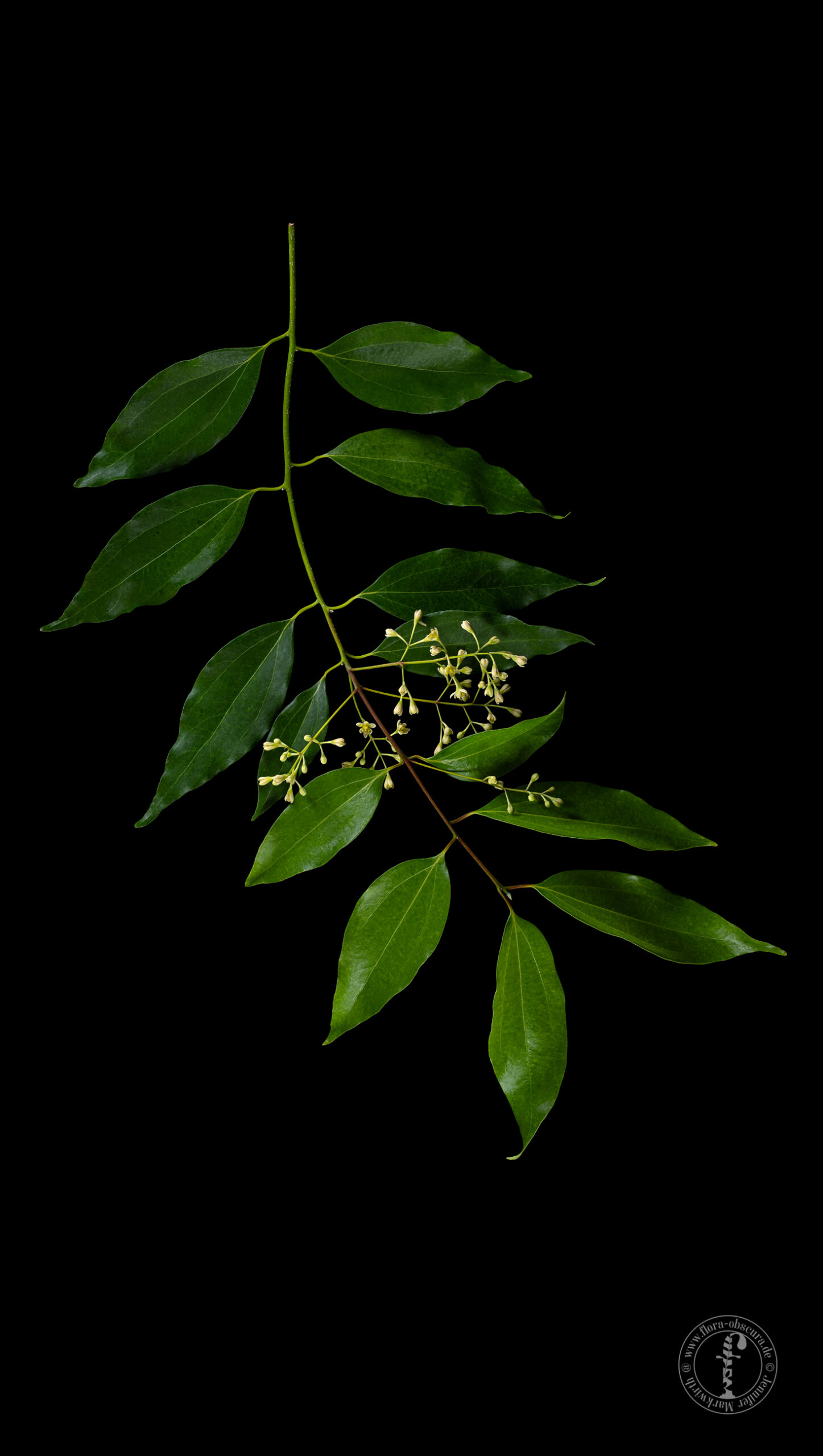 Der Ceylon-Zimt: Cinnamomum verum