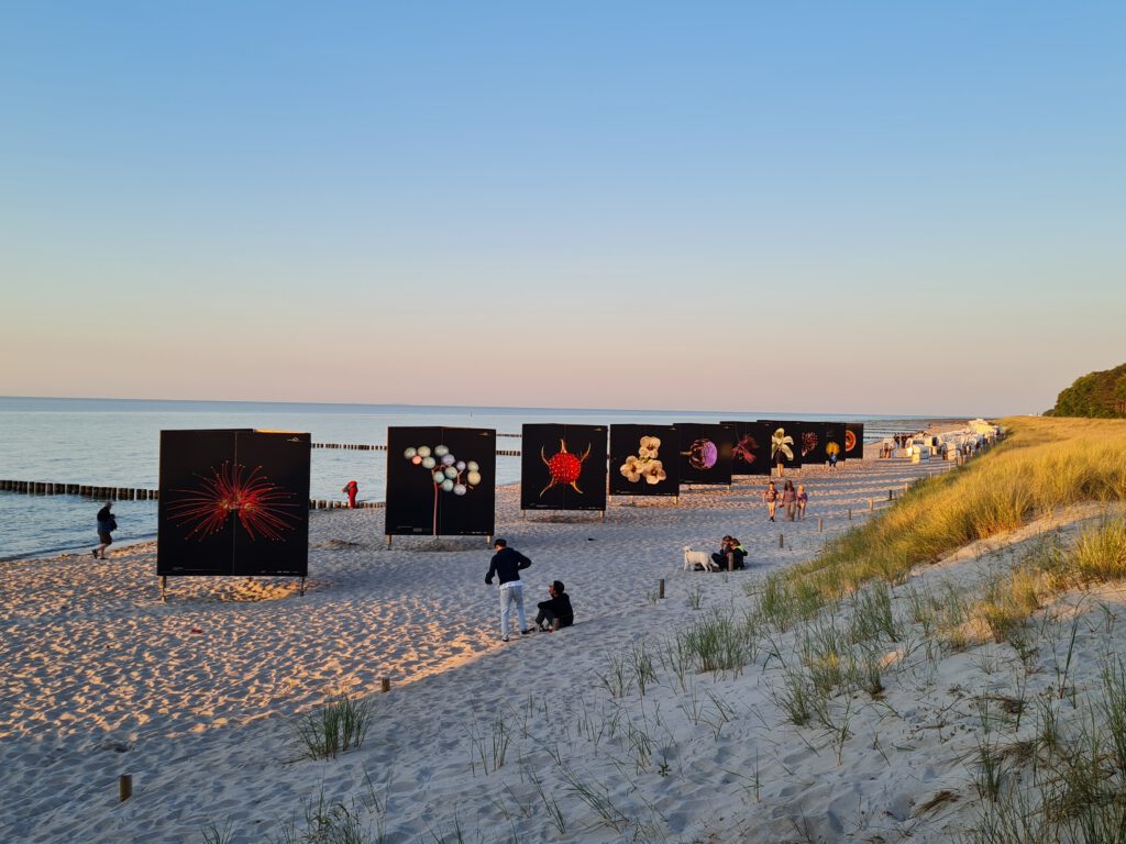 Flora obscura on giant walls on the beach of Zingst