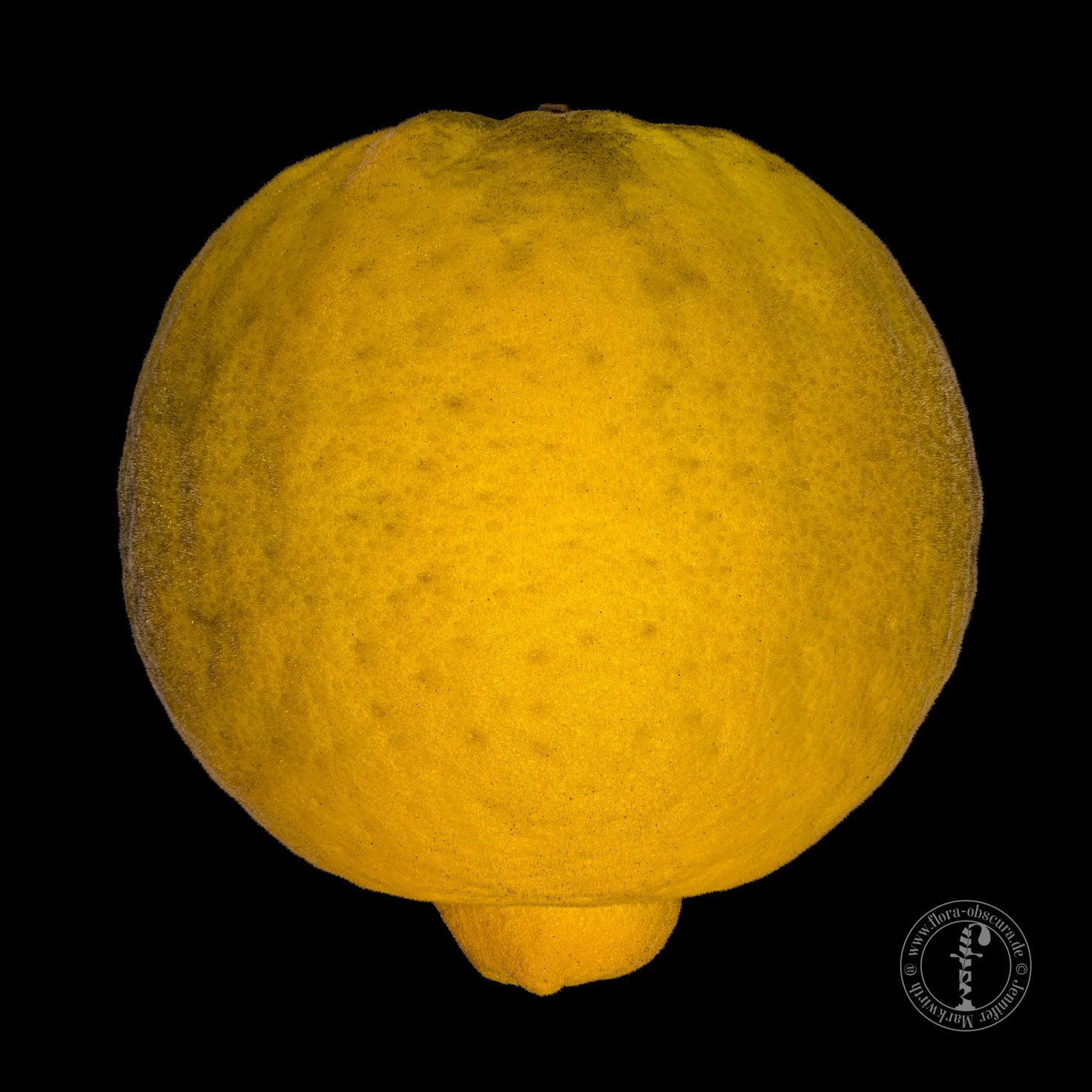 Die Dreiblättrige Orange: Poncirus trifoliata